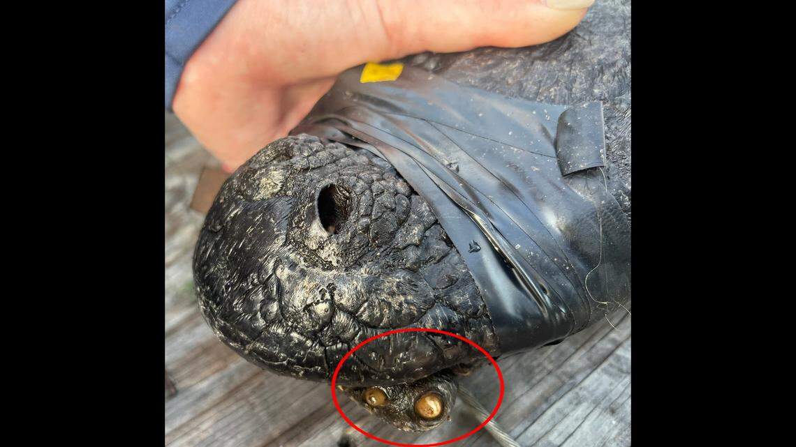 This alligator in Georgia had researchers looking for explanations after they realized it had mysterious jaw appendage — with teeth.
