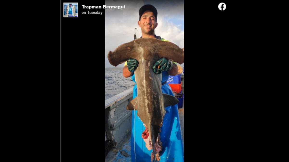 A man fishing off Australia’s southern coast reports catching three sharks in a row that were bitten in half by other sharks before he could reel them in.