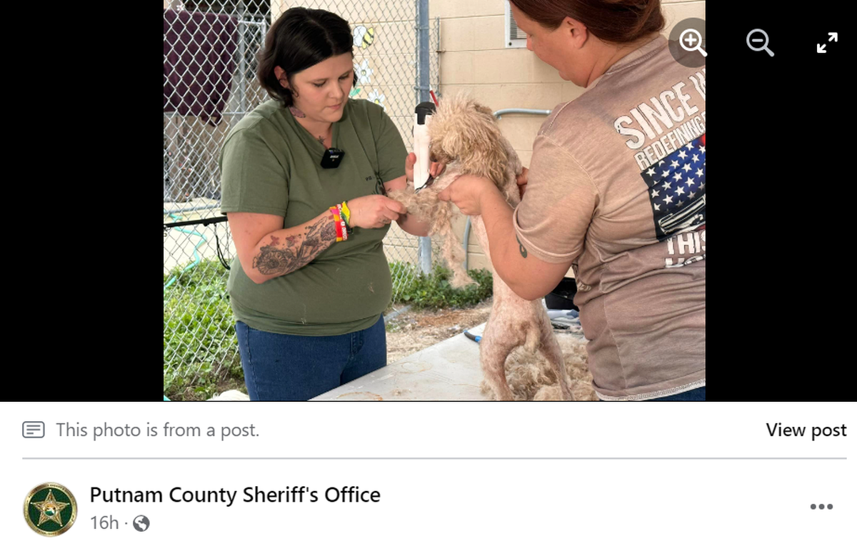 A groomer started to clean up the dogs ahead of their potential adoption, the sheriff’s office said.