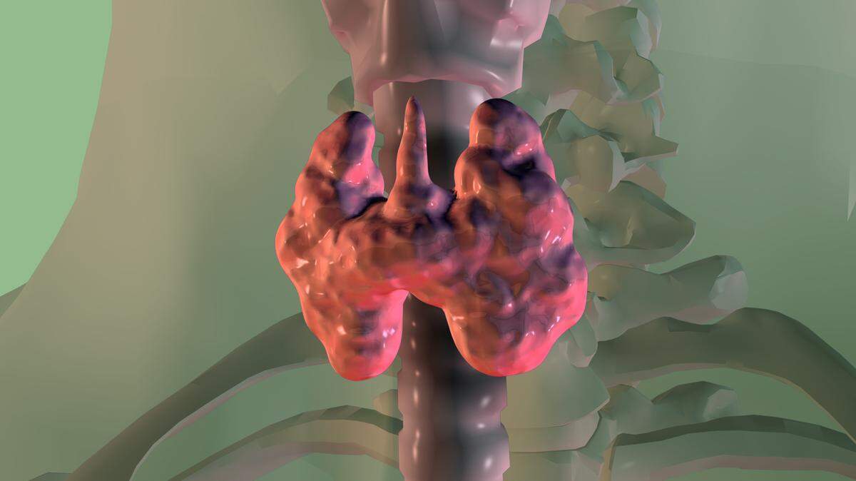 3D rendering of the thyroid inside a person’s neck.