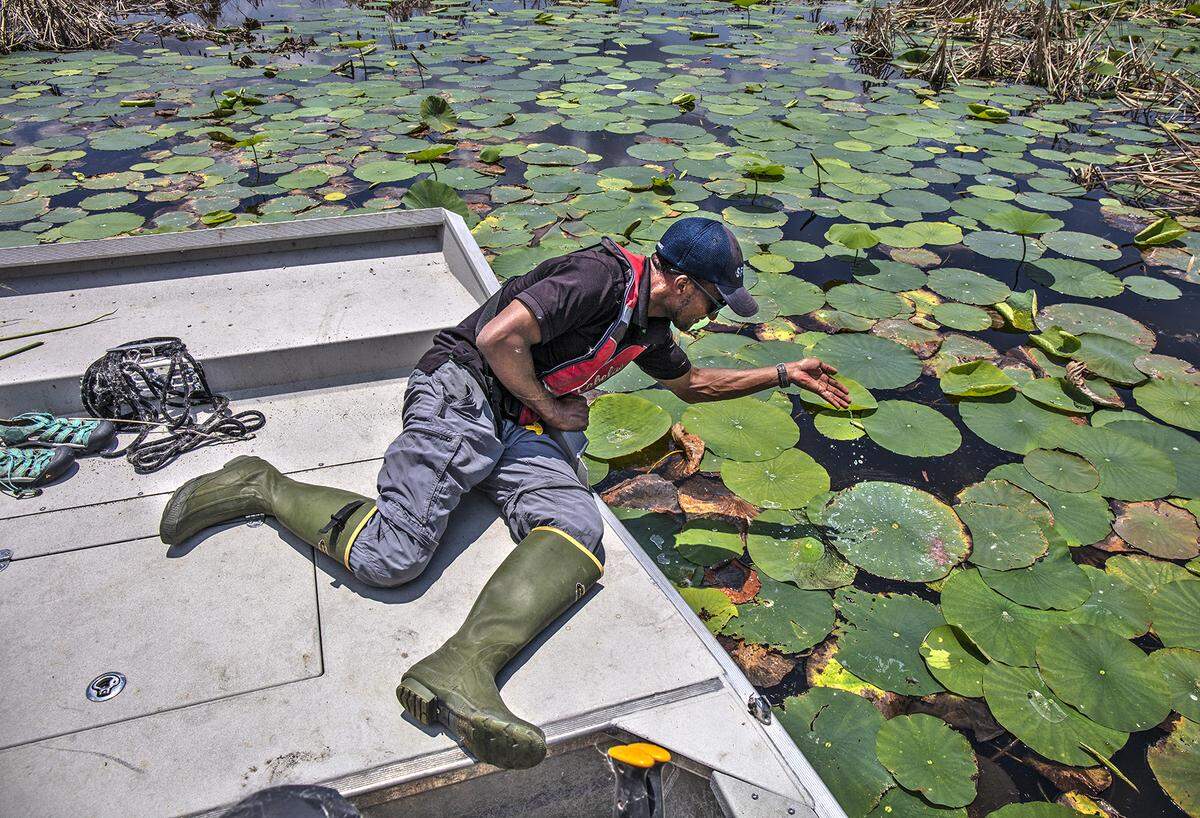 South Bay, Florida: South Florida Water Management District (SFWMD) Senior Scientist Tadese Adeagbo leans down out of the airboat to illustrate some of the water-resistant vegetation characteristics in Stormwater Treatment Area 1 West.