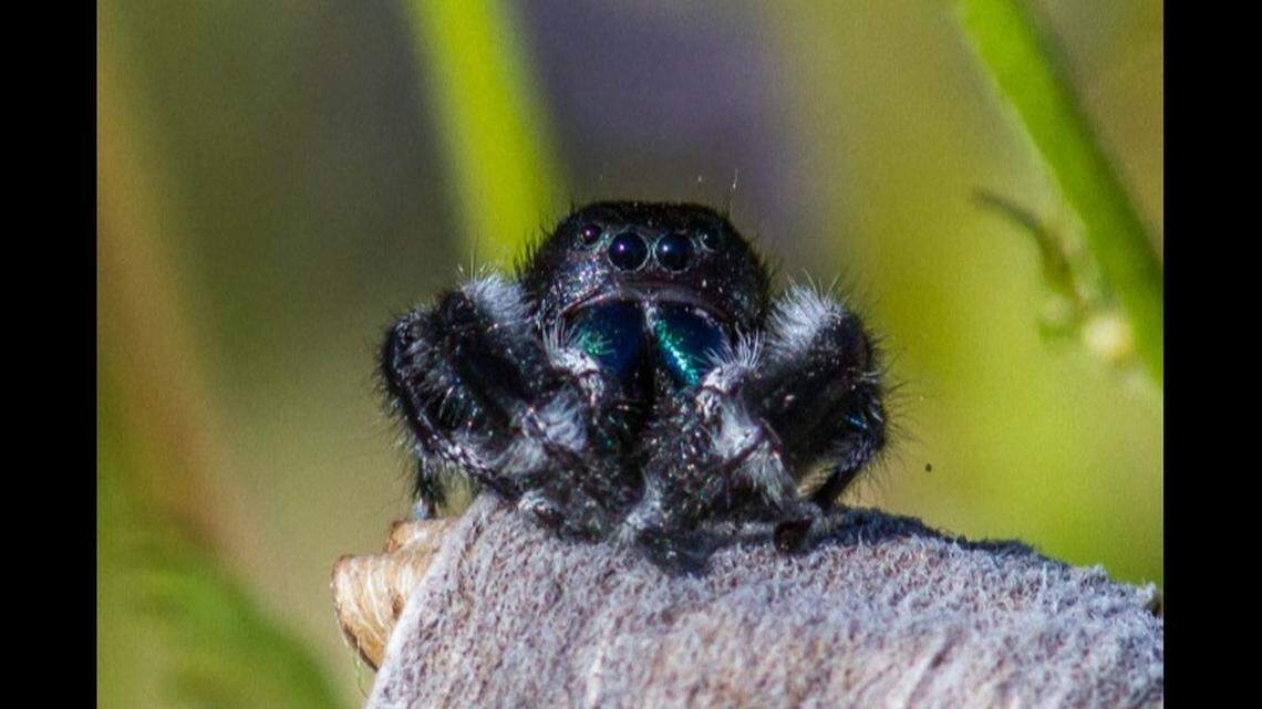 Jumping spiders are native to the U.S. and make great pets, bug lovers say. Investigators did not say what species of jumping spider was involved in the animal cruelty case.