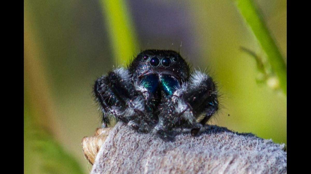 Jumping spiders are native to the U.S. and make great pets, bug lovers say. Investigators did not say what species of jumping spider was involved in the animal cruelty case.