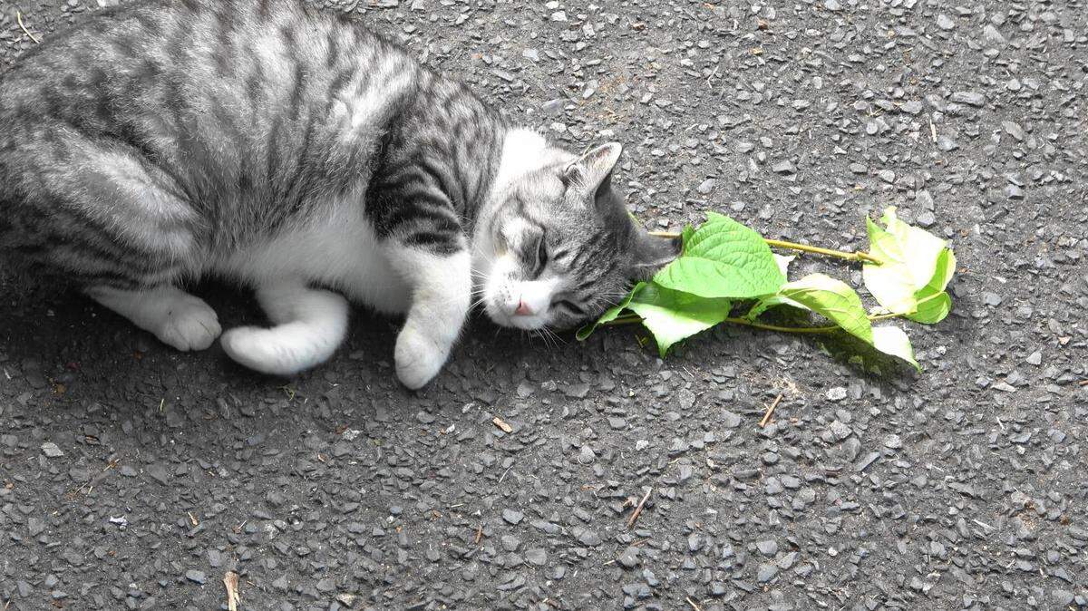 The frenzied behavior your feline friends exhibit when graced with catnip’s presence is no unusual sight to see. But now, new research out of Japan says cats aren’t just trying to get high, they’re also trying to defend themselves from pesky mosquitoes.