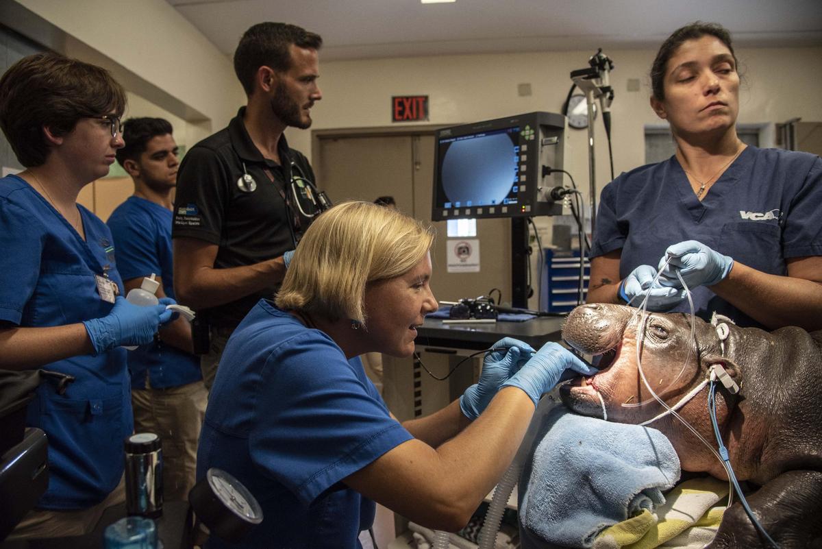 Dr. Gabriella Flacke scopes Aubergine’s throat during a follow-up exam on July 12, 2019, to determine if a surgery the pygmy hippo had in May was successful.