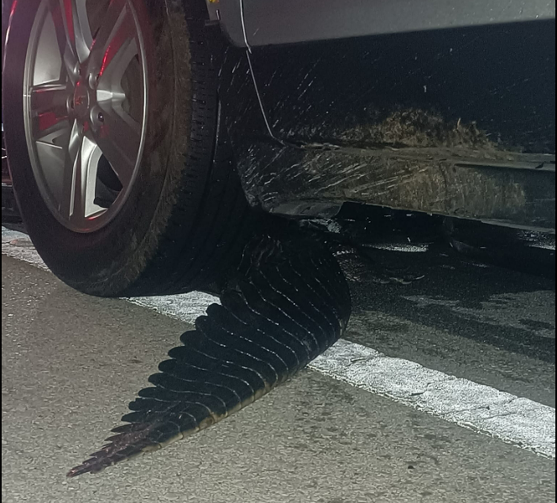 The alligator was jammed up inside the vehicle and could not be easily removed.