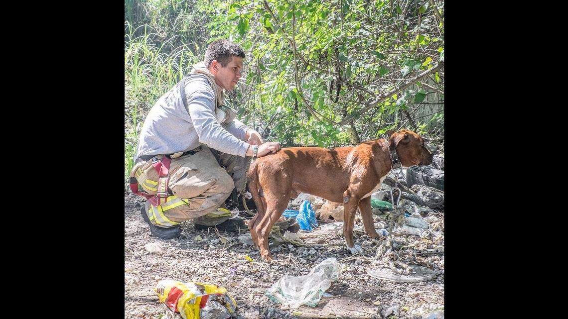 Firefighters rescued a dog chained to a tree as a grass fire burned near Goulds in 2015.