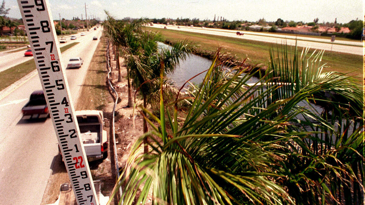 NOT MEASURING UP: The palms along the Turnpike Extension in South Dade.