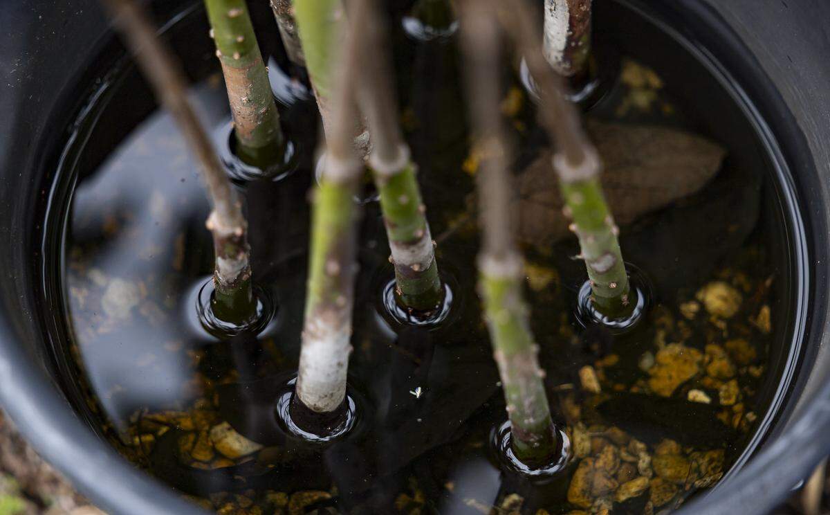 A view of mangroves growing on a small farm at New River Middle School on Thursday, Jan. 22, 2026, in Fort Lauderdale, Fla.