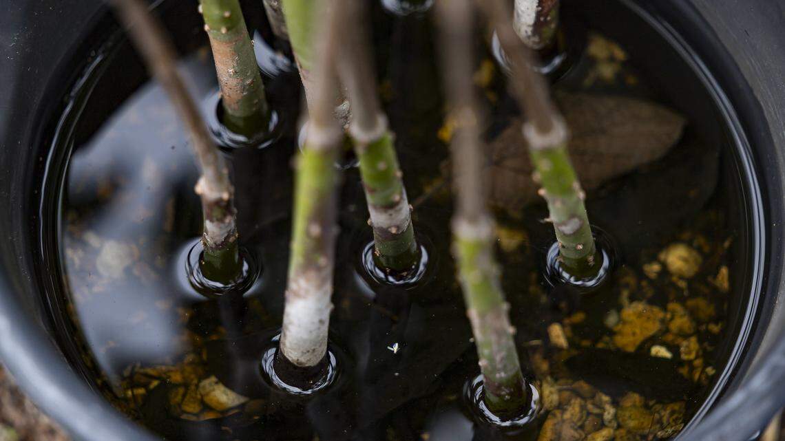 With new law, Florida will use nature as a protection from sea-level rise | Opinion