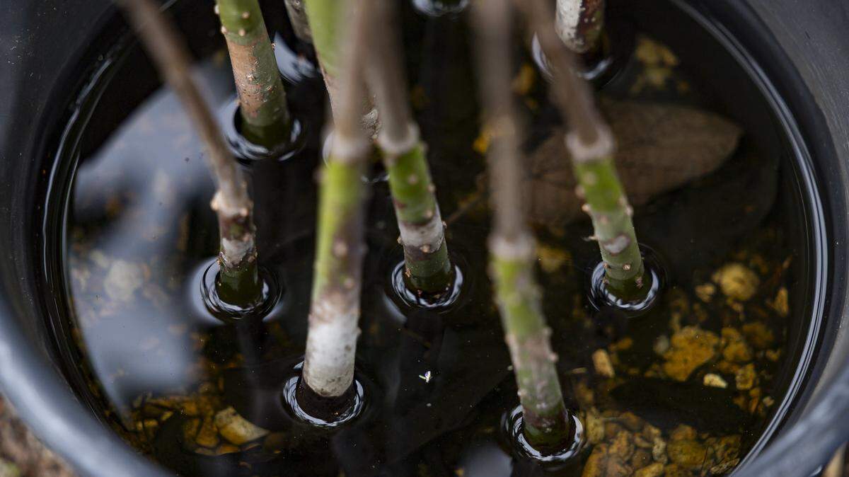 A view of mangroves growing on a small farm at New River Middle School on Thursday, Jan. 22, 2026, in Fort Lauderdale, Fla.