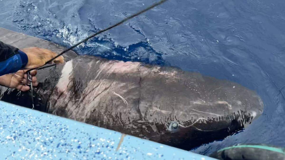 The discovery of a Greenland shark in the Caribbean is credited to Florida International University Ph.D candidate Devanshi Kasana, according to a July 26 news release from the Florida-based Mote Marine Laboratory & Aquarium.