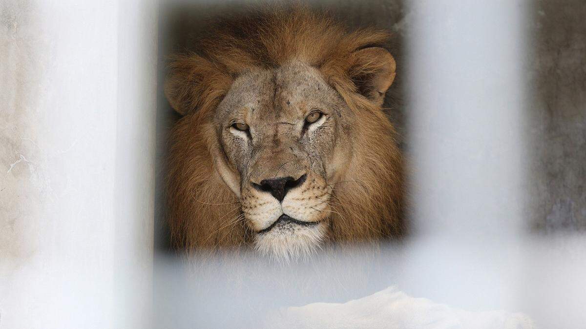 Jabari, a male lion from Zoo Miami, lounges in his cage on Friday, July 6, 2018.
