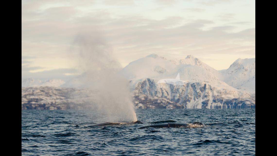 Boaters in Norway found themselves surrounded by “incredible animals,” according to a Facebook post.