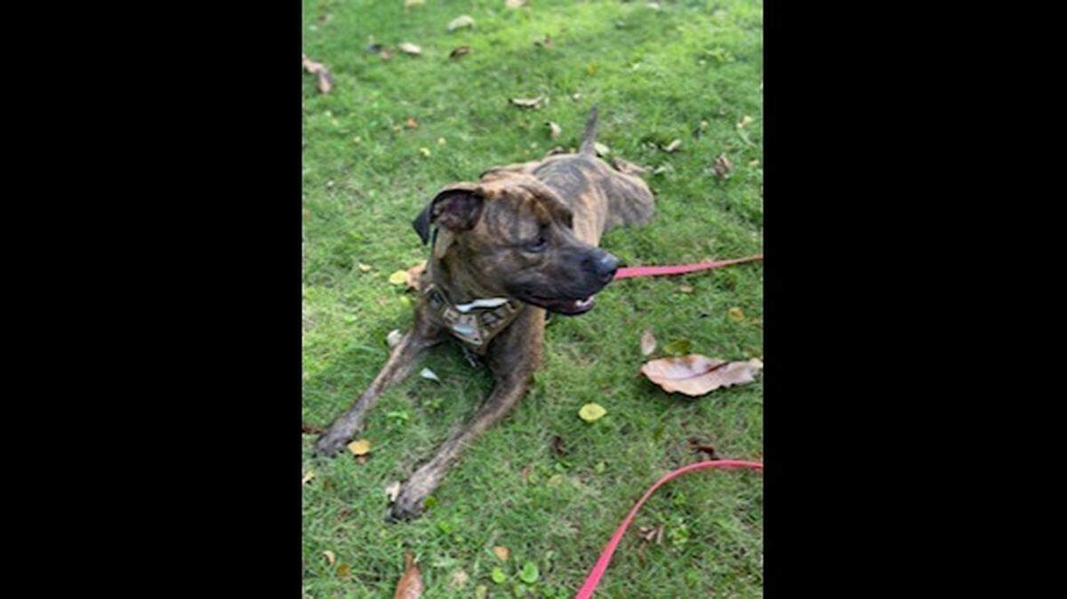 Miami Beach fire crews rescued Tuna after she fell about six feet into the bay at a small dog park on the morning of Sunday, Feb. 13, 2022.
