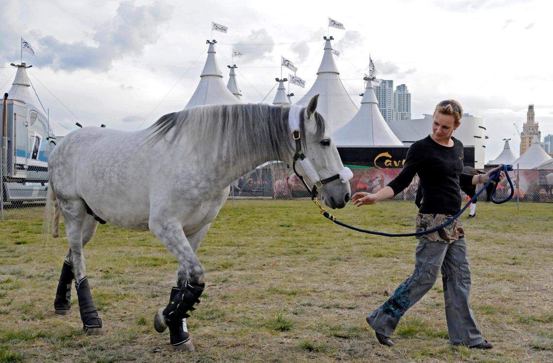 Cavalia’s horses arrived Jan. 14, 2010, to Bicentennial Park in Miami. Their 65 horses arrived in 7 trailers, the world-renowned equestrian spectacular presented by the Adrienne Arsht Center for the Performing Arts of Miami-Dade County and Cavalia. Sylvia Zerbini, walks one of her 16 Arabians after unloading him from the trailer. The show begins on January 19 with 15 artists, acrobats, dancers and riders of the 65 horses.