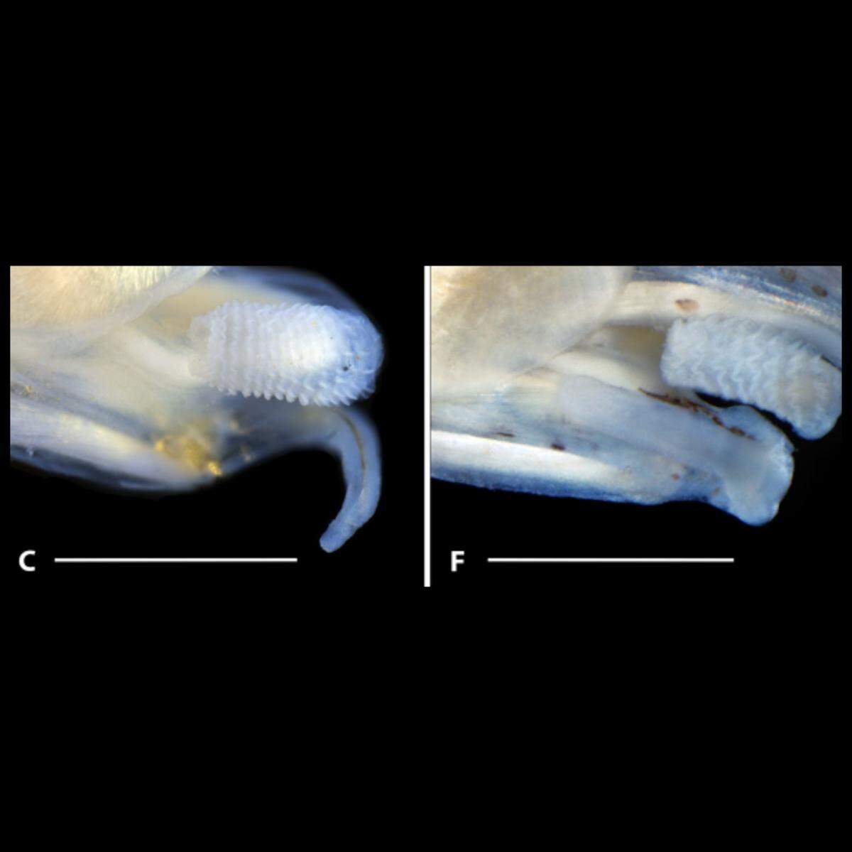 There are as many as 15 folds on the seminal papilla, where sperm is dispersed, researchers said.