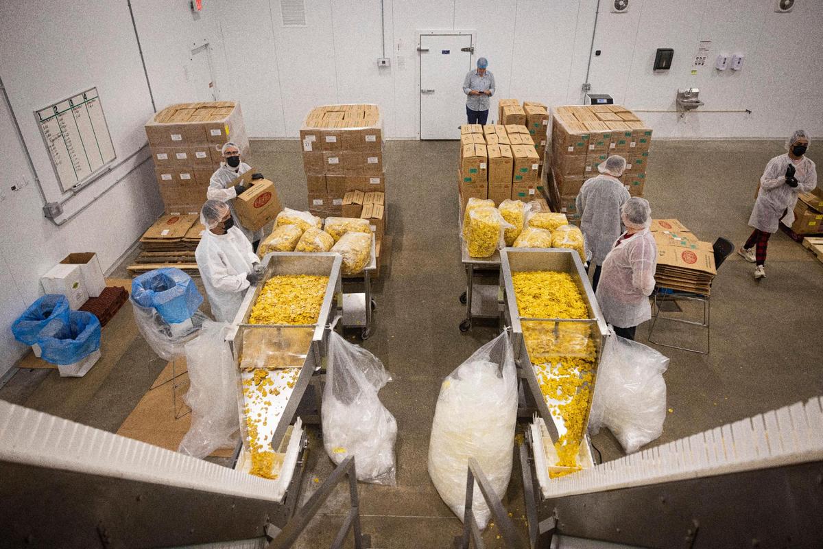Chips de plátano de Chifles se sortean  mientras se mueven a lo largo de la cinta transportadora para ser depositados en bolsas en la fábrica de North Miami, el martes 5 de septiembre de 2023. Alie Skowronski askowronski@miamiherald.com