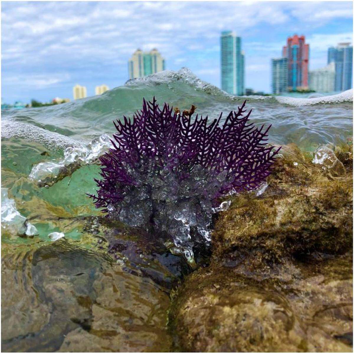 Now that scientists have measured the conditions under which Miami’s urban coral, pictured above, are growing, they’re investigating how.