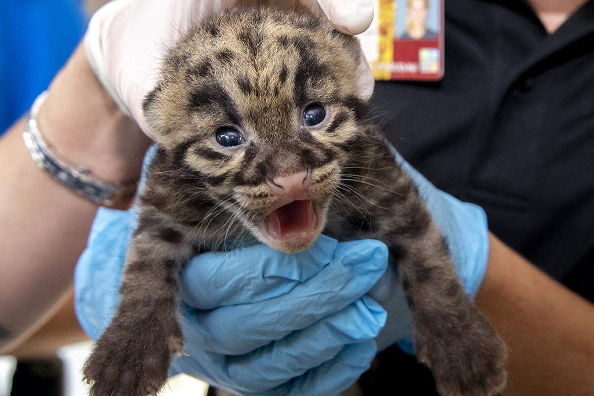 One of two endangered clouded leopards born at Zoo Miami Feb. 11