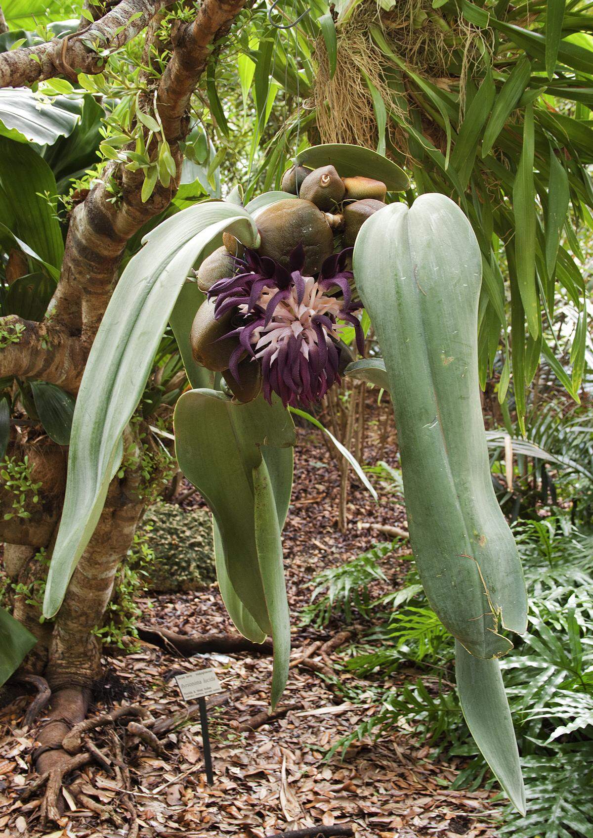 Bulbophyllum orchid — its enticing flowers hide an evil smell.