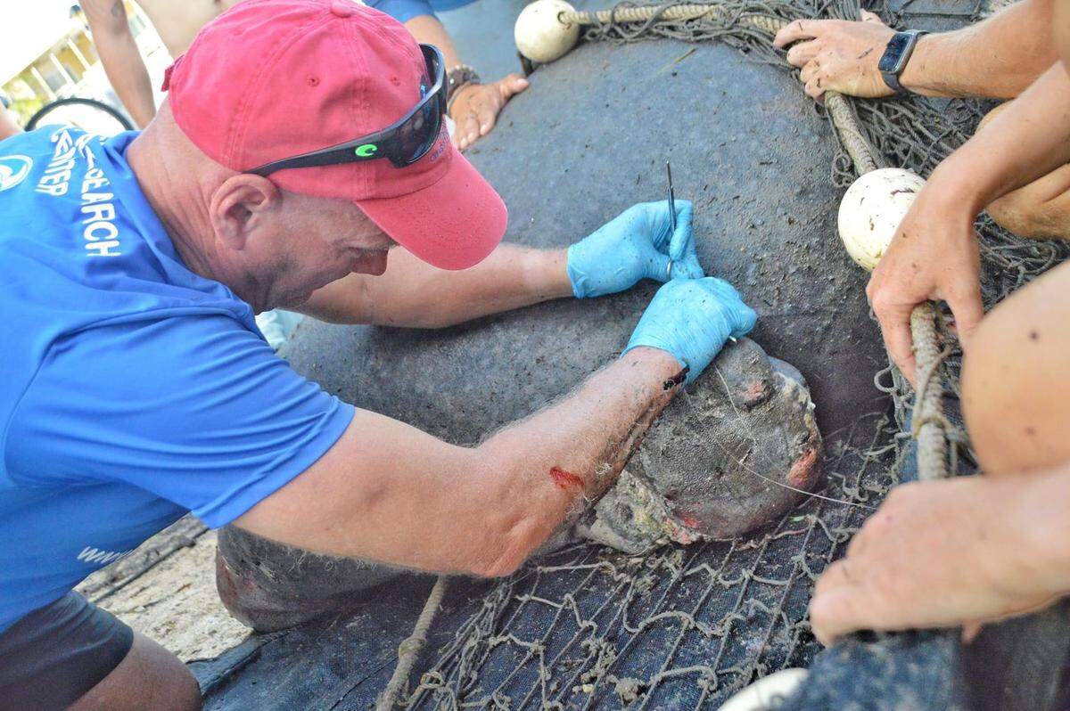 Dolphin Research Center veterinarian, Dr. Scott Gearhart removes monofillament fishing line from the flipper of a manatee that was rescued from a Key Largo canal Monday, April 24, 2023.