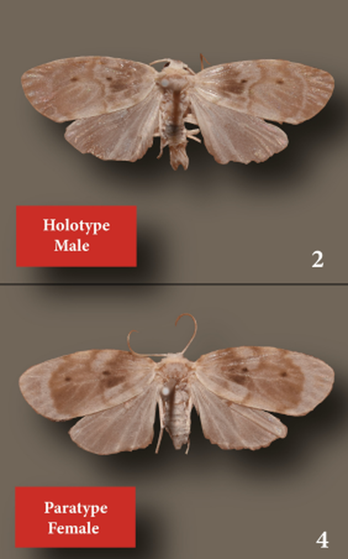 The new species of tiger moth was off-white in color with thick antennae, researchers said.