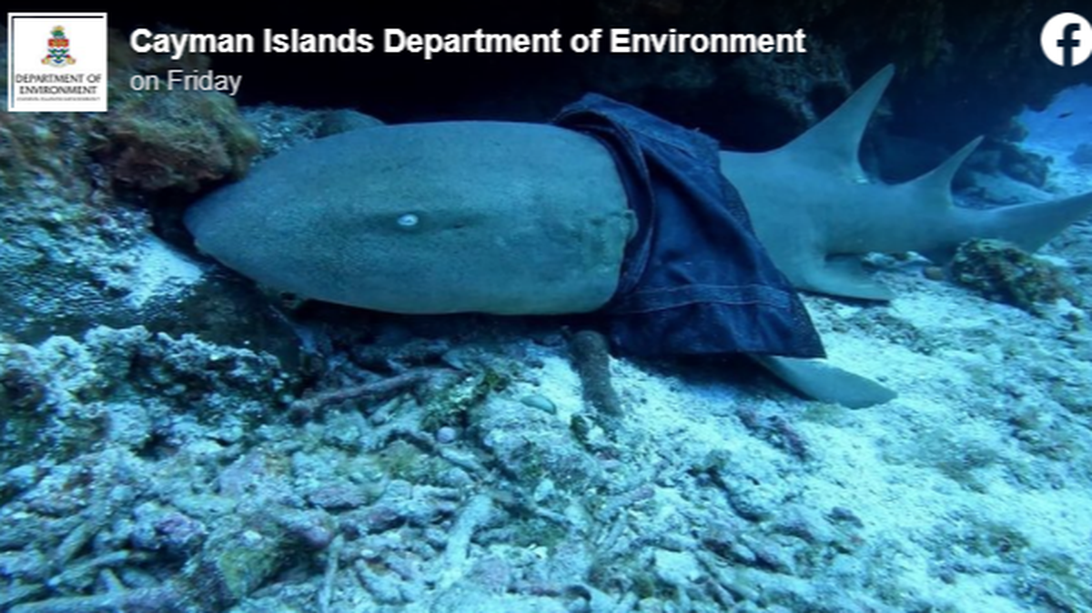 A shark wearing what appears to be a shirt has been photographed in waters off the Cayman Islands, and marine biologists are desperate to find the predator.
