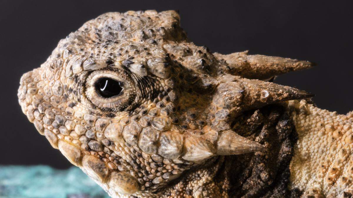 closeup photo of horned lizard