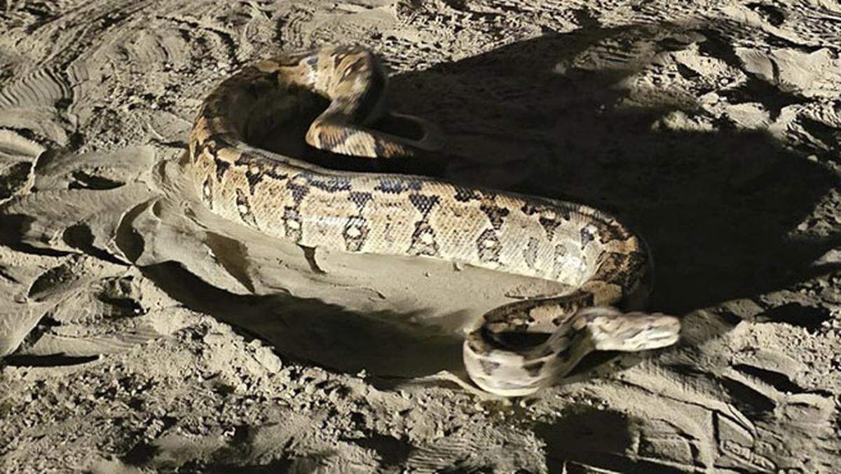The massive boa constrictor was found near a bridge hundreds of miles away from its natural habitat.
