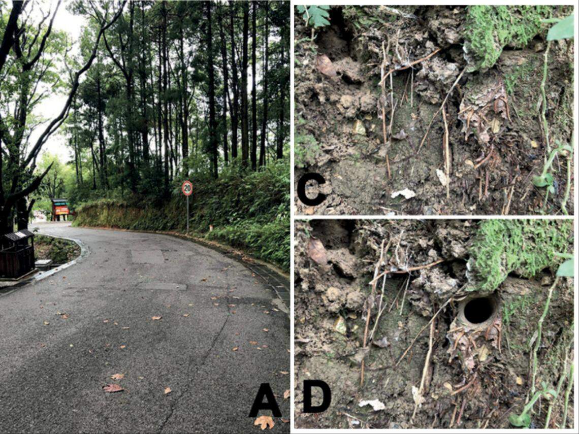 Some of the “microhabitats” where the spiders were discovered.