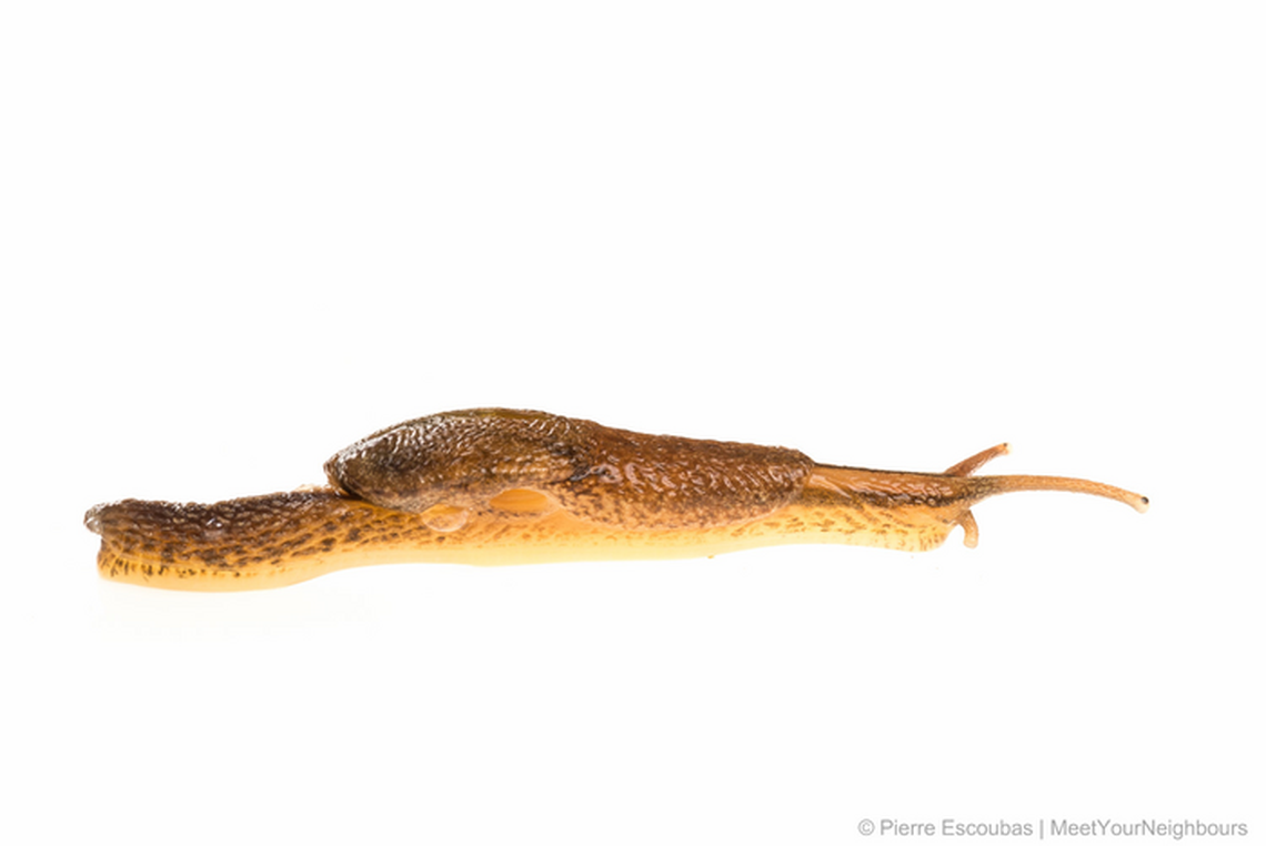 Close-up photo of Microparmarion sallehi.