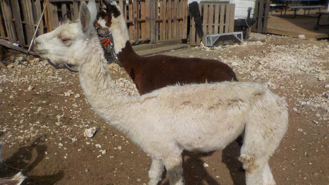 An emaciated alpaca seized Thursday at a rural property in the Redland in South Miami-Dade.
