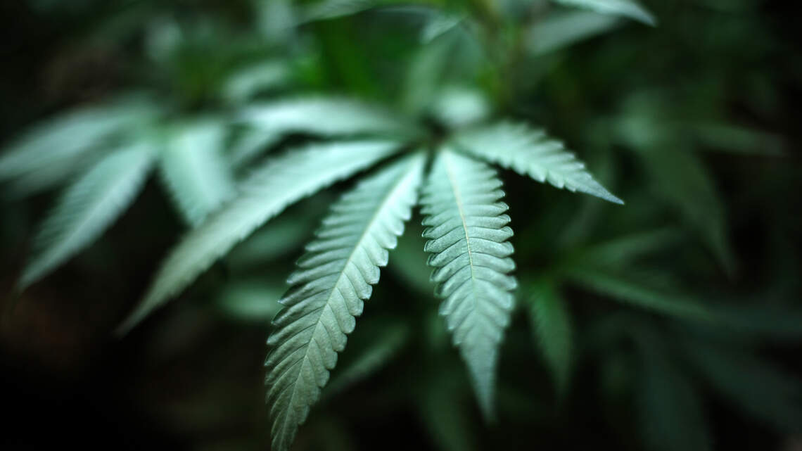 Bipartisan bill aims to add new rules to Florida’s medical marijuana industry