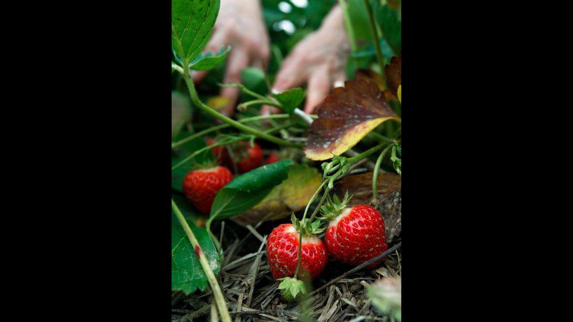 Strawberries could be tied to a Hepatitis A outbreak, officials said. This file photo was taken in Maine in 2009.