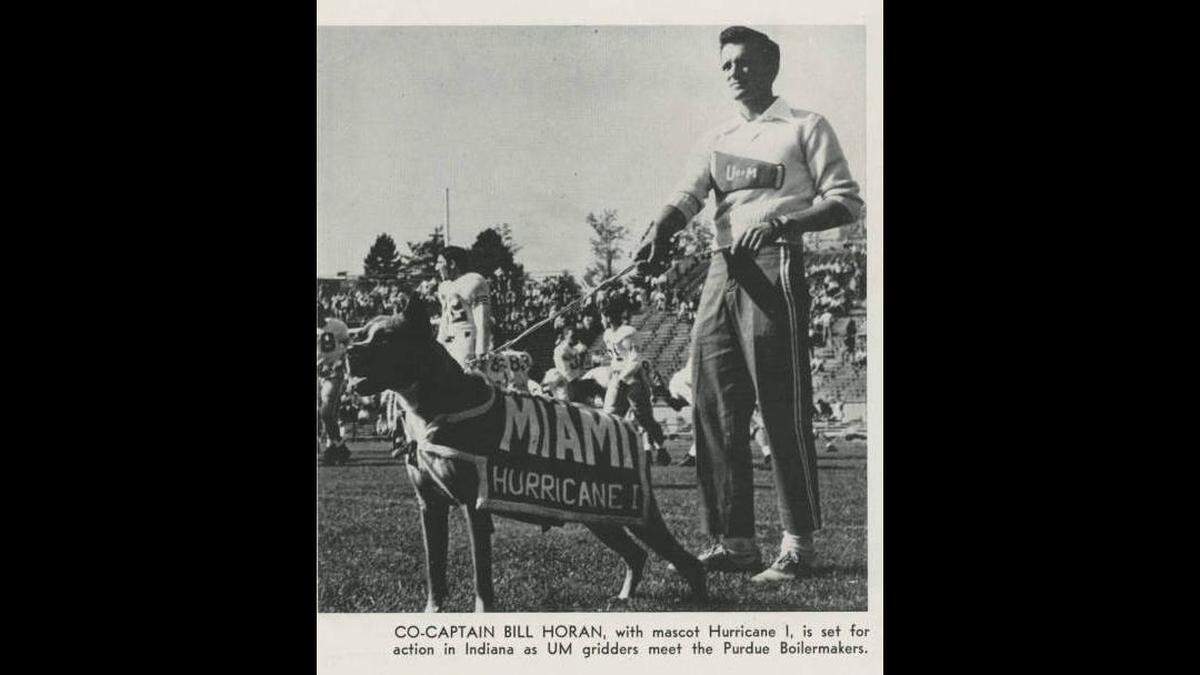 A photo of the University of Miami’s first official mascot, Hurricane I, in the 1951 Ibis yearbook.