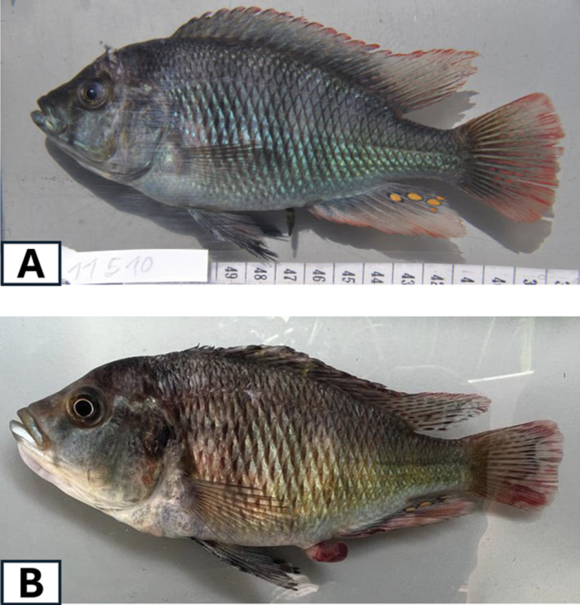 Male L. mawe exhibit two color morphs during the breeding season, researchers said.