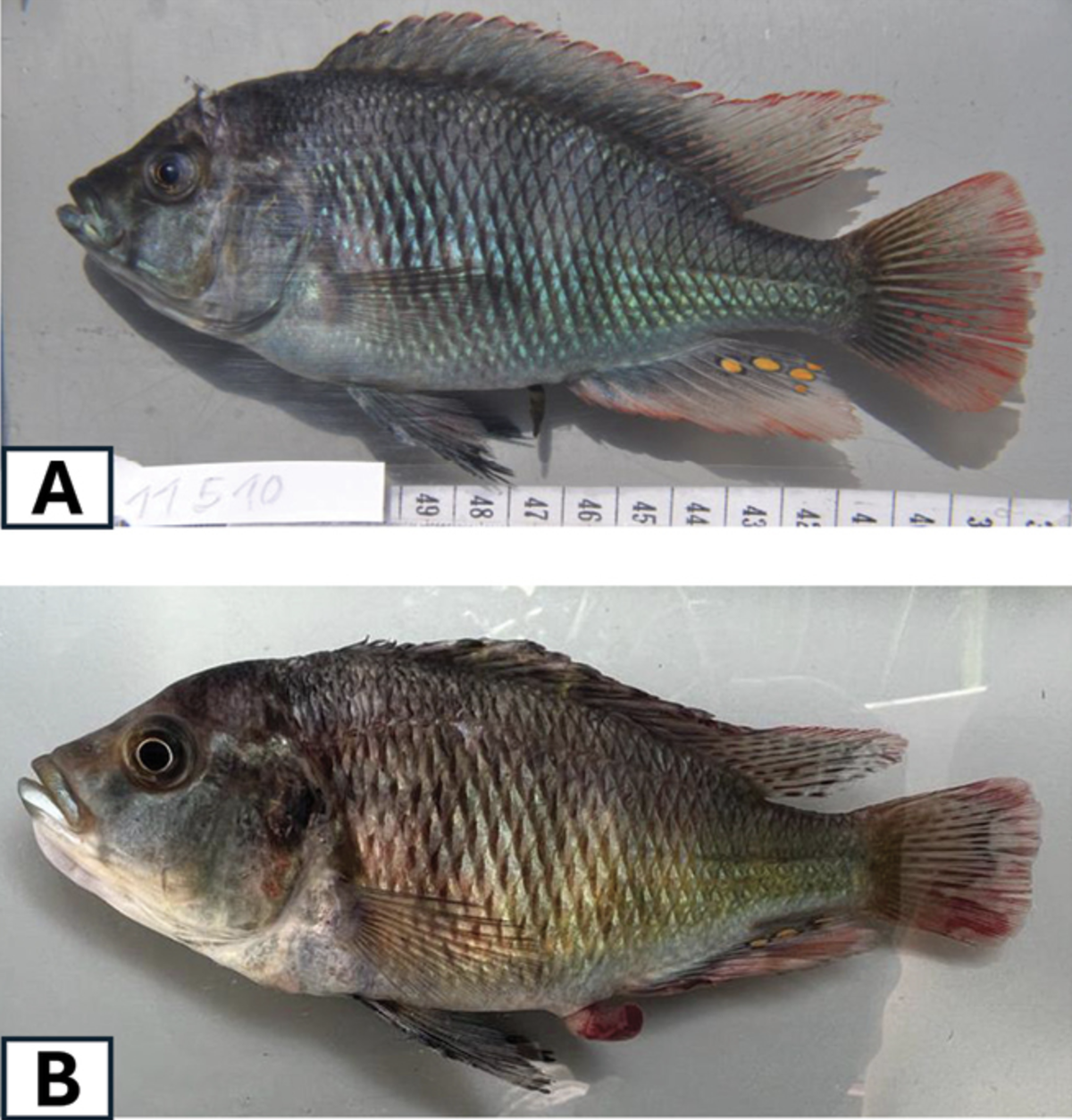 Male L. mawe exhibit two color morphs during the breeding season, researchers said.
