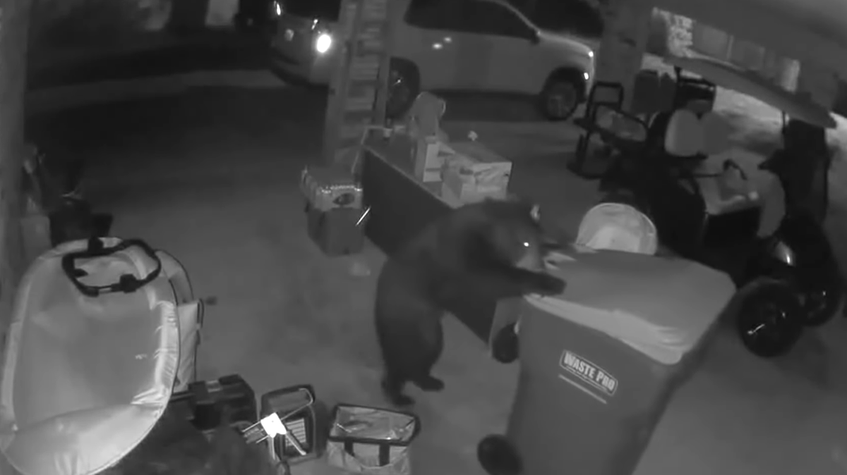 Alabama bear stands on hind legs, rolls away trash can in “human-like” fashion.