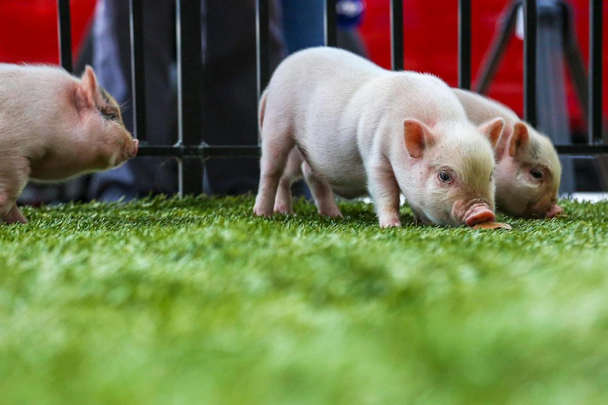 David, Shlomo, and Sakura will live out their lives in the Redlands after their pardon.