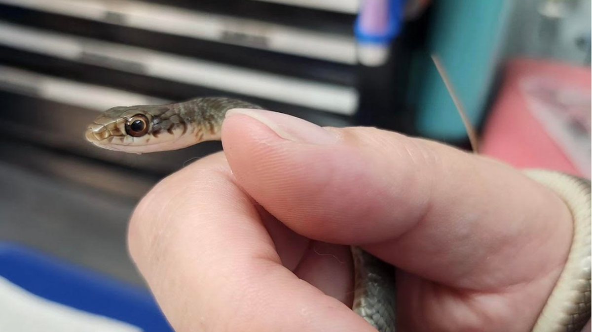 Halloween festivities took an unexpected turn when a native Florida black racer snake was found entangled in fake spider web decorations/Pelican Harbor Seabird Station (PHSS)