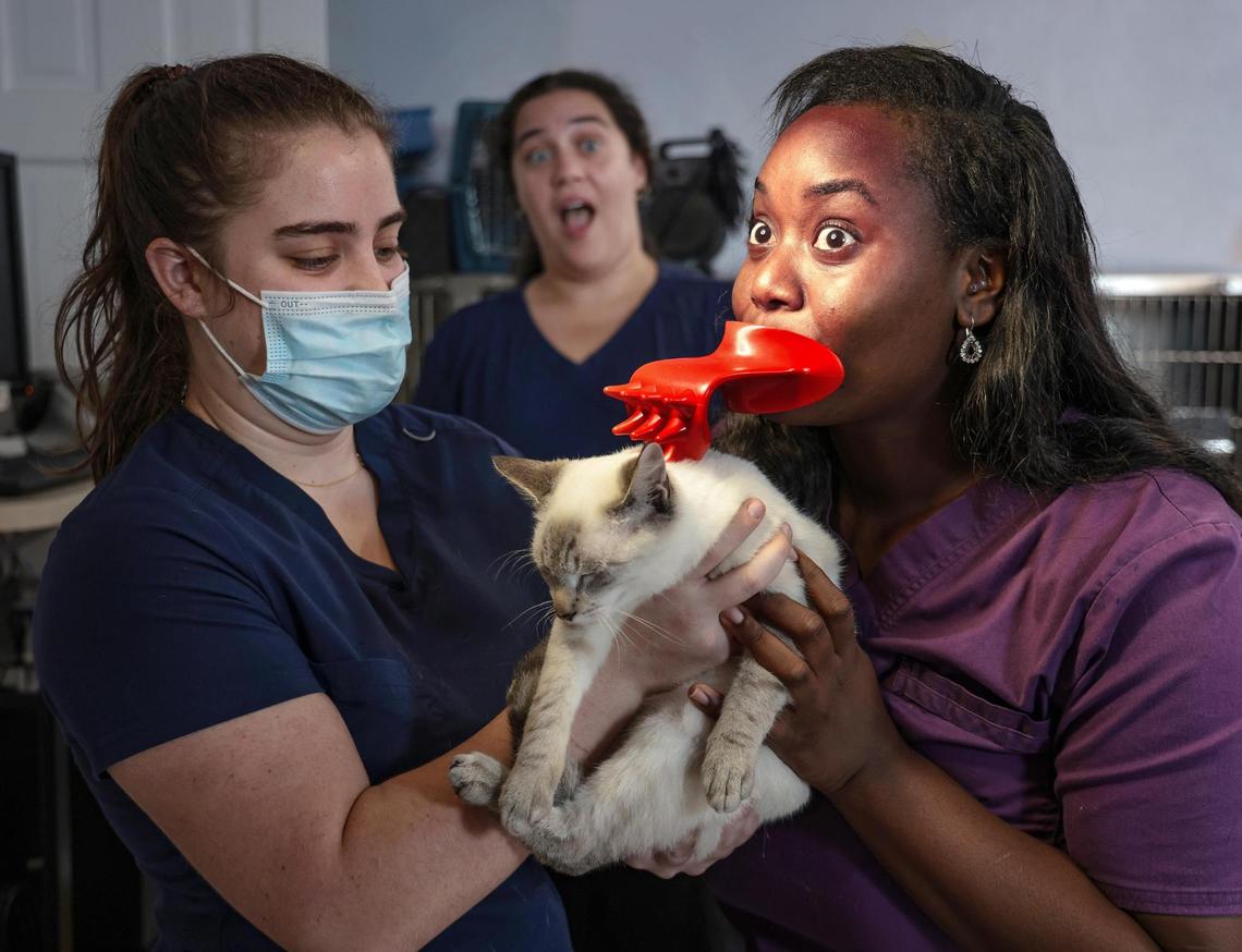 Erika Garcia, left, and Yaritza Acosta assist Chanel Andrew, right, in grooming Tofu the cat at Yao Animal Hospital, 7481 Biscayne Blvd., Miami.
