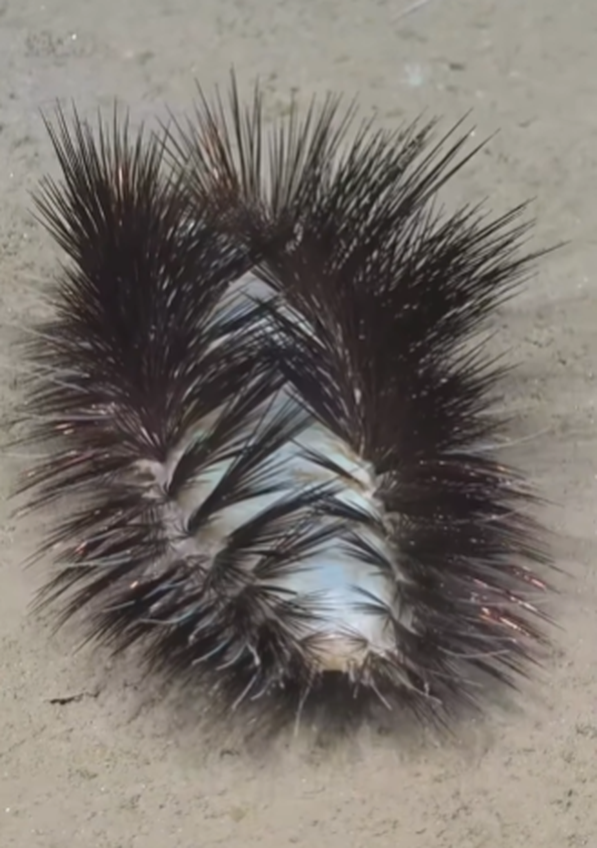 The bristle-covered creature has proteins that make the spines iridescent under light, researchers said.