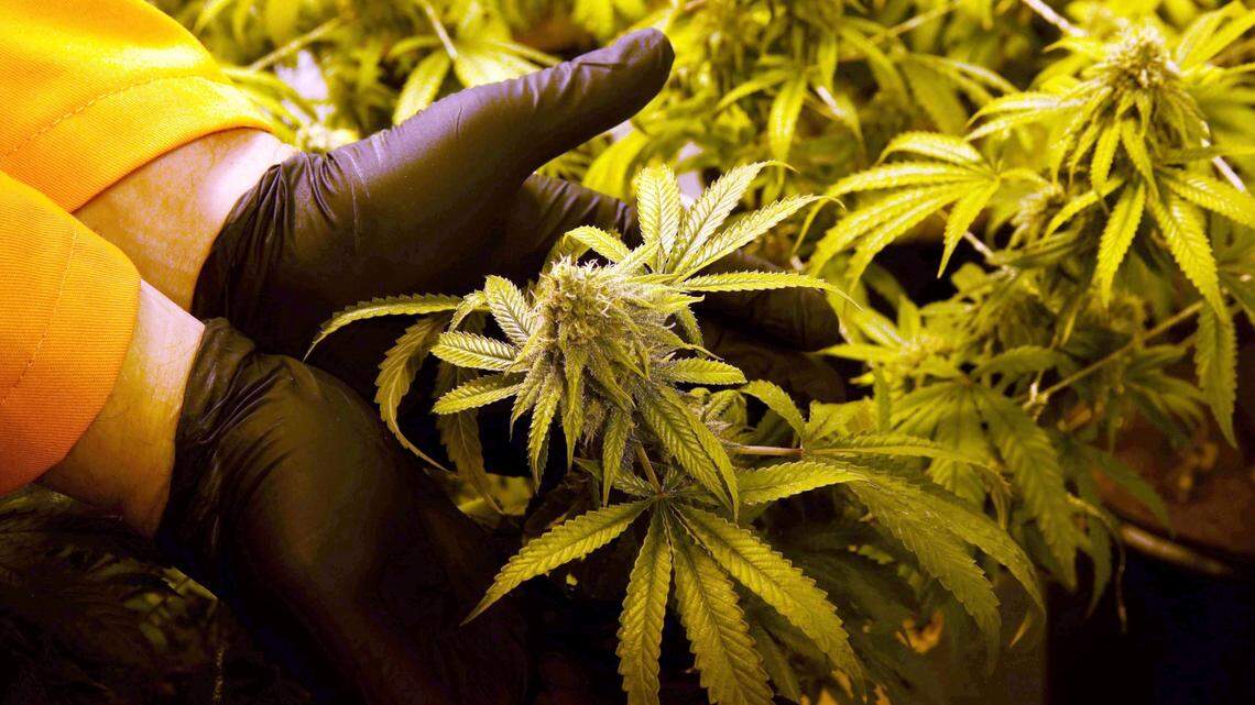 At Surterra's facility on the outskirts of Tallahassee, Cultivation Manager Wes Conner displays the fully grown flower of one of the company’s marijuana plants in 2016.