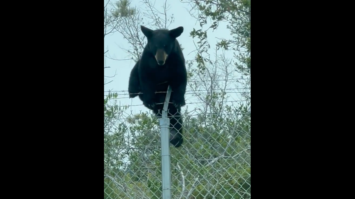 Kevin Dalrymple posted a video on Aug. 10 on Facebook that shows a bear easily climbing the fence at Tyndall Air Force Base in Florida.