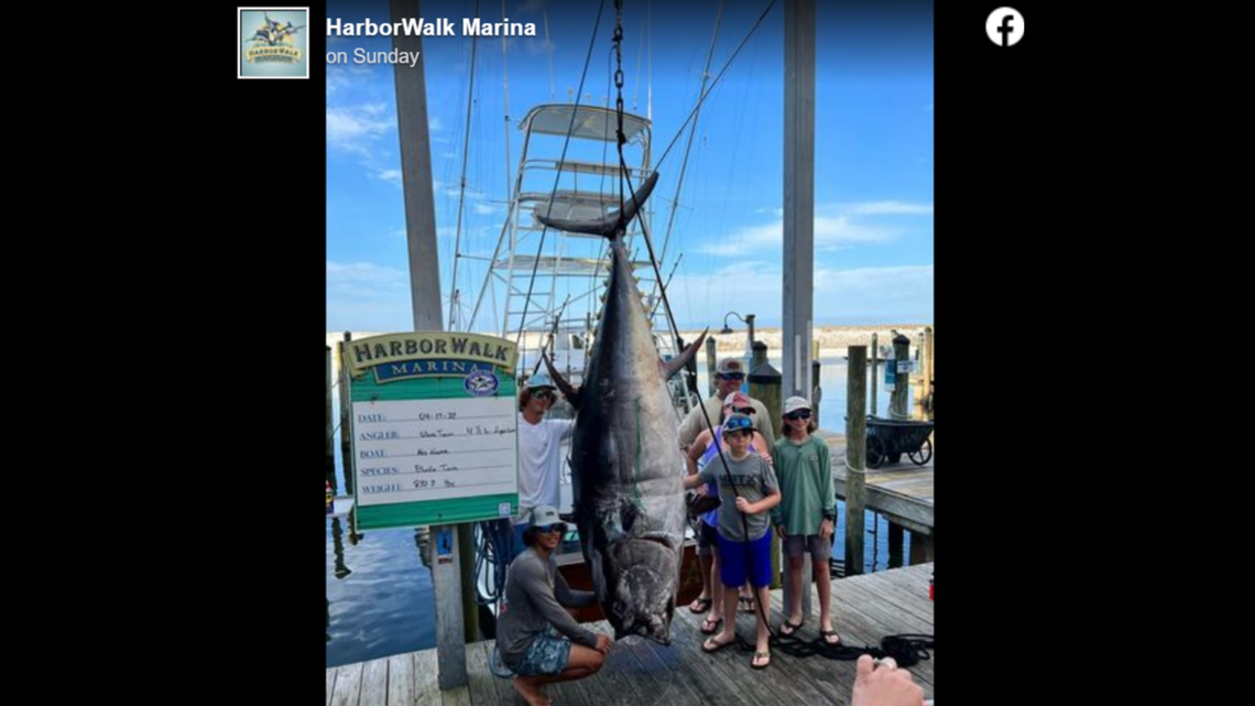 Anglers catch tuna so big it hangs off boat. Will it shatter Florida’s state record?