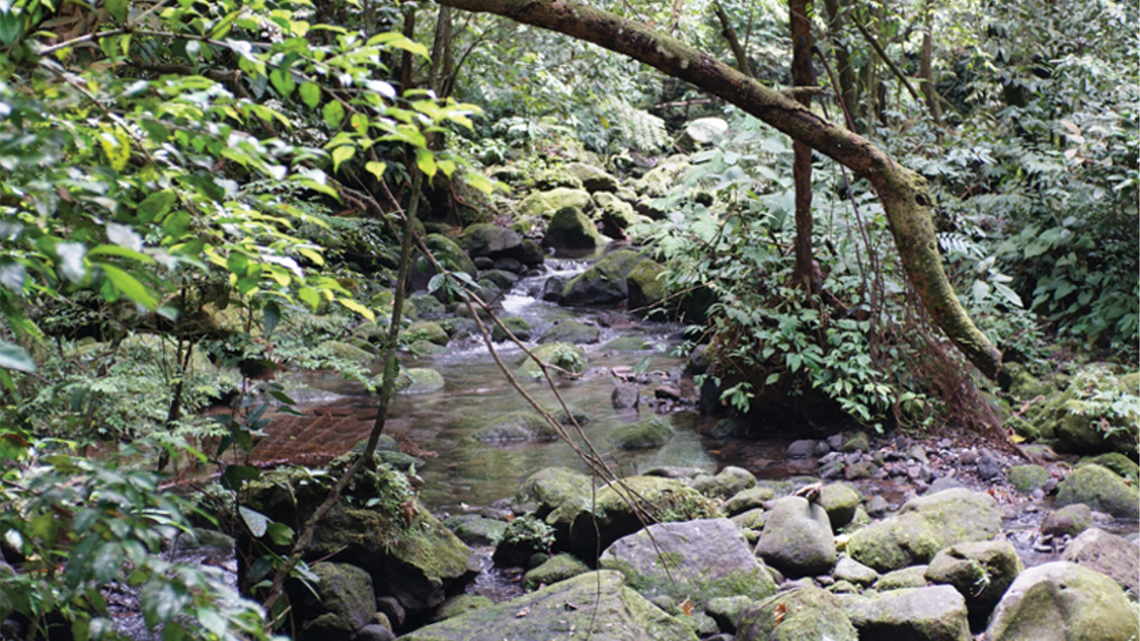 Scientists found a small, spiky animal on twigs and leaves of Sumatra island forests and discovered a new species, a study said.