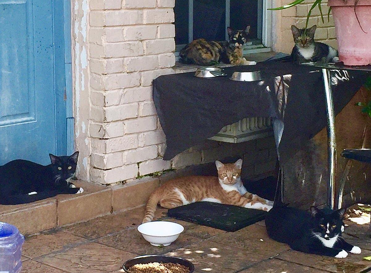 Cats can be cute — or a nuisance in your neighborhood.