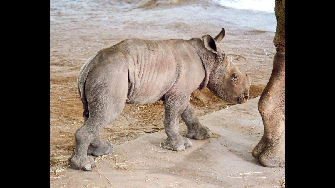 The male calf was born on the night of Oct. 3, the zoo said.