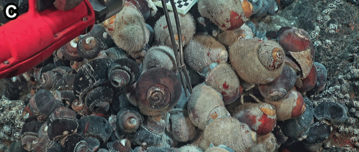 Creatures swarm the hydrothermal vents for heat and chemicals.